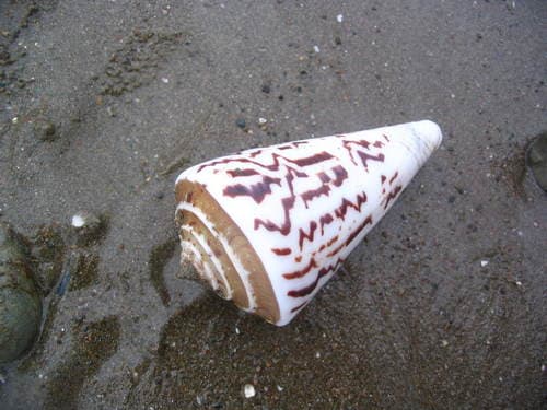 Conasprella emarginata