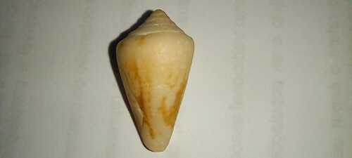 Conasprella ericmonnieri