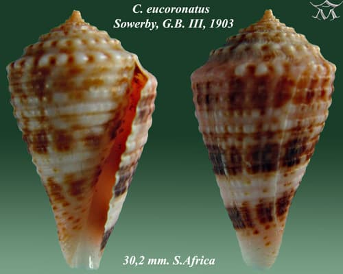 Conasprella eucoronata
