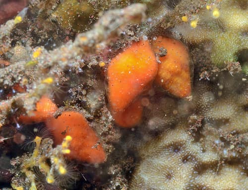 Coralliophila amirantium