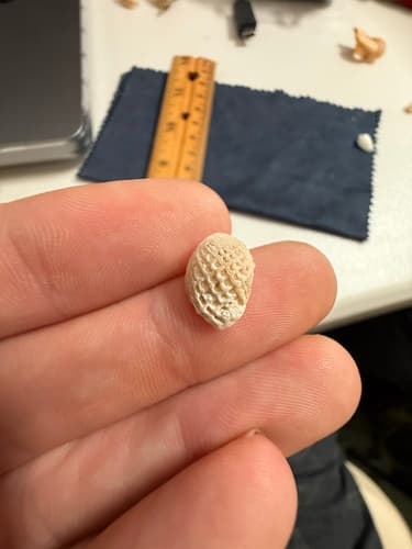 Coralliophila cumingii