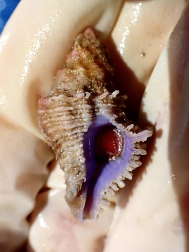 Coralliophila fearnleyi