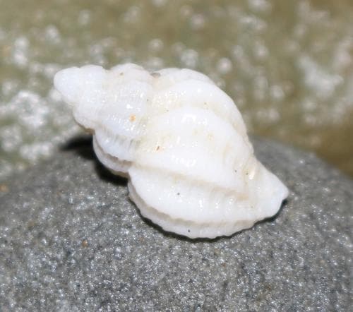 Coralliophila fritschi