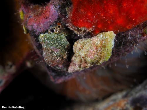 Coralliophila meyendorffii