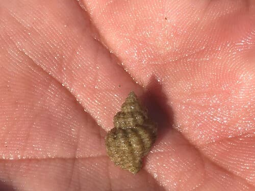 Coralliophila orcuttiana