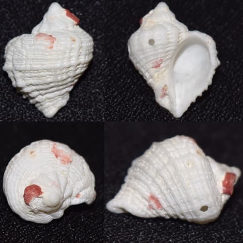 Coralliophila salebrosa