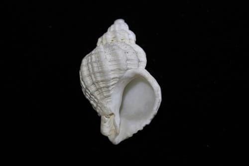 Coralliophila squamosissima