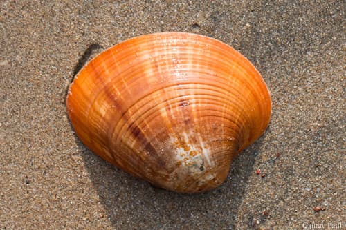 Costacallista erycinella