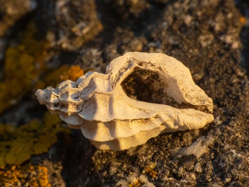 Crassilabrum crassilabrum