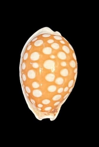 Cribrarula abrolhensis