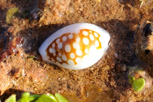 Cribrarula exmouthensis