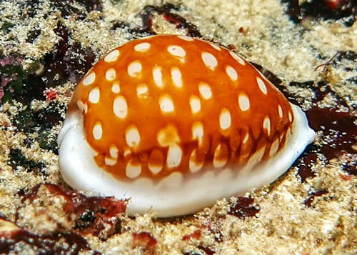 Cribrarula rottnestensis