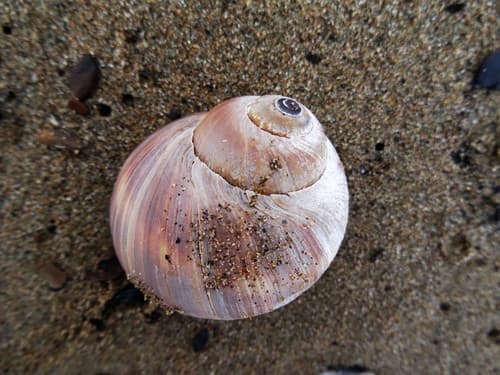 Cryptonatica janthostoma