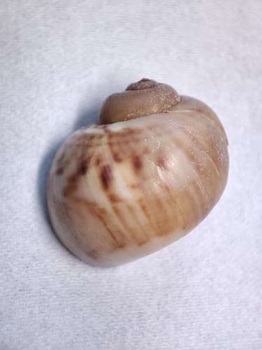 Cryptonatica striatica