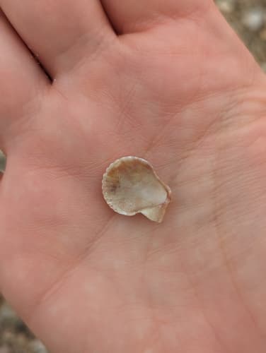 Cryptopecten vesiculosus