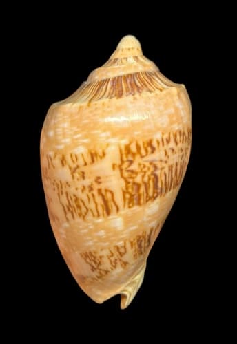 Cymbiola hughmorrisoni