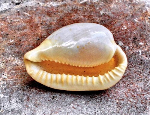 Cypraeovula fuscorubra