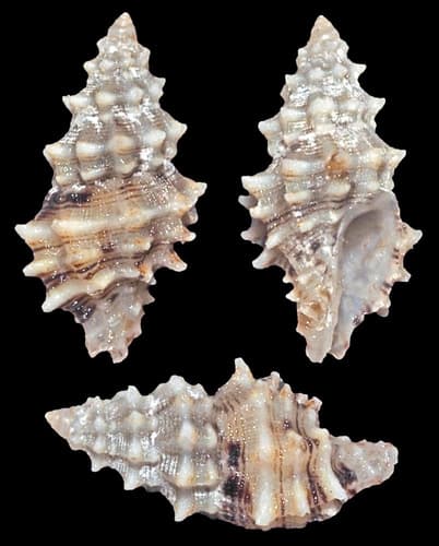 Cytharomorula lefevreiana
