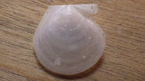 Delectopecten macrocheiricola