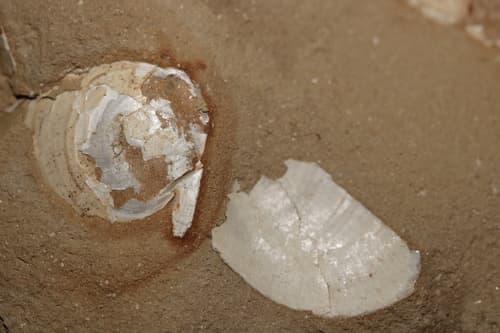 Delectopecten peckhami