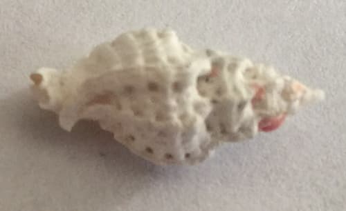 Dermomurex pauperculus