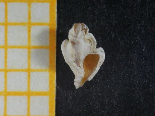 Dermomurex scalaroides