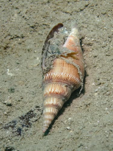 Doxander queenslandicus