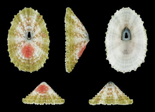 Dyson's Keyhole Limpet