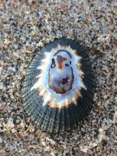 Eastern Granular Limpet