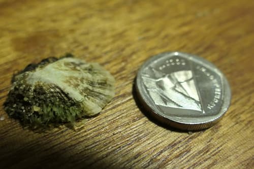 Eastern Longspine Limpet