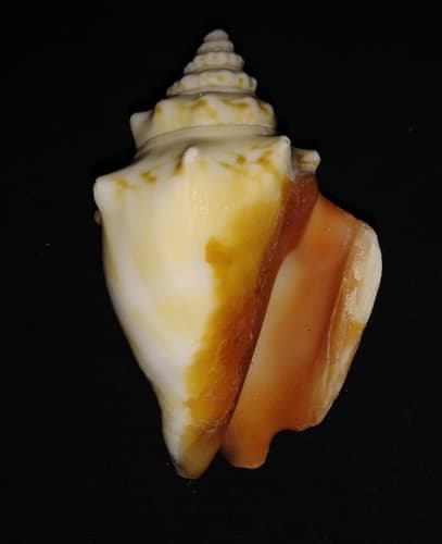 Eastern Pacific fighting conch