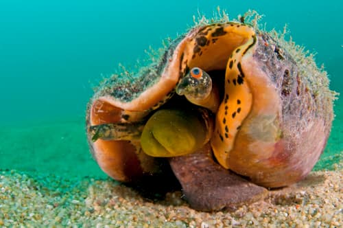 Eastern Pacific Giant Conch