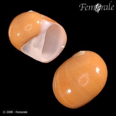 elephant's foot moon snail