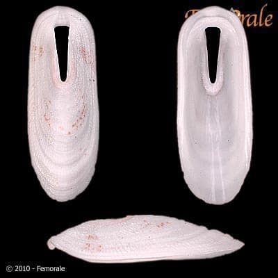 Elongated Keyhole Limpet