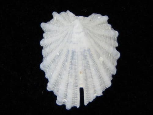 Emarginula crassicostata