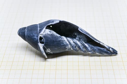 Euroscaphella lamberti