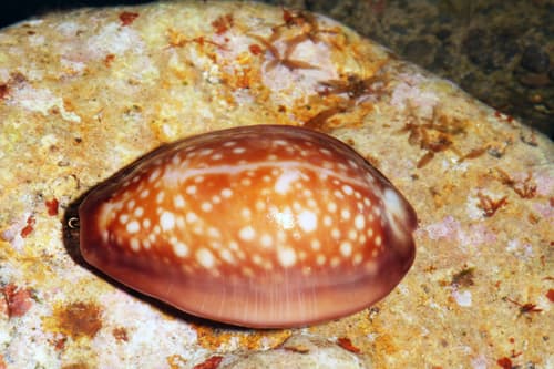 Father Englert's cowrie