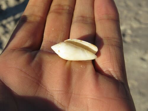 Felicioliva kaleontina