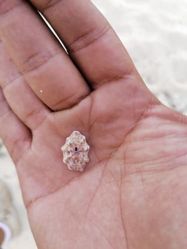 Fissurella decemcostata