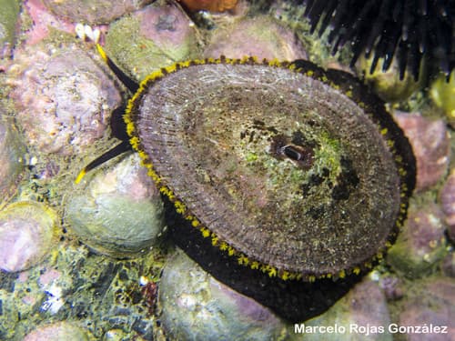 Fissurella latimarginata