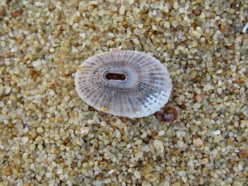 Fissurella nigrocincta