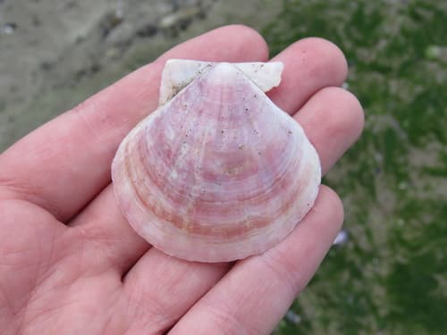 Flexopecten felipponei