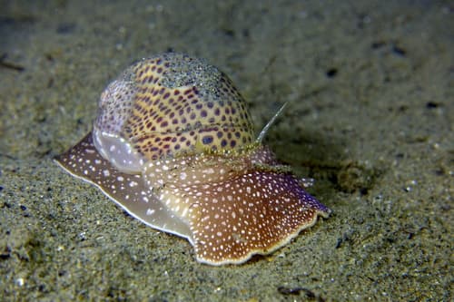 Fly-specked Moon Snail