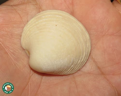 Globivenus listeroides