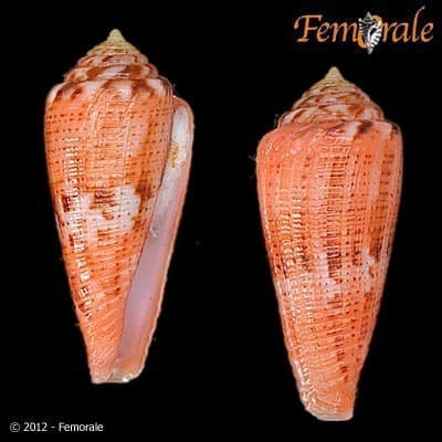 Glory-of-the-Atlantic Cone