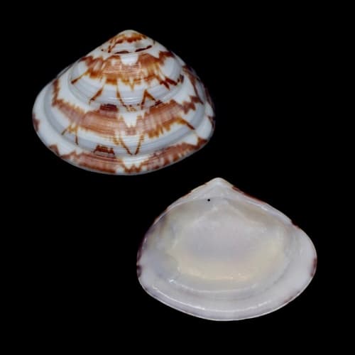 Gomphina neastartoides