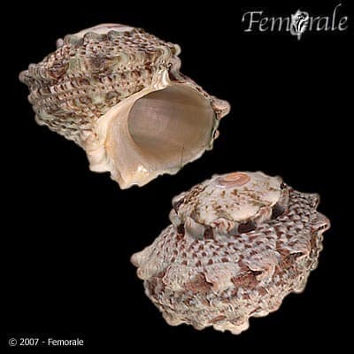 granulated moon turban