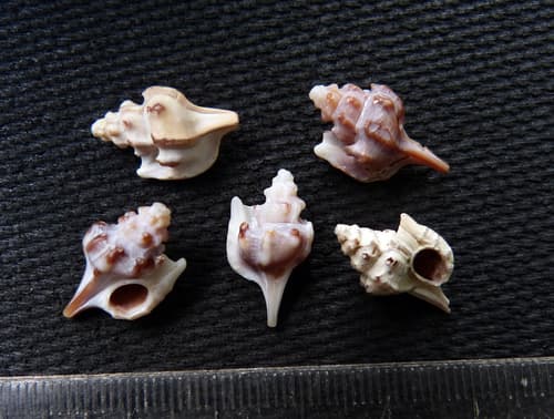 Haustellotyphis cumingii