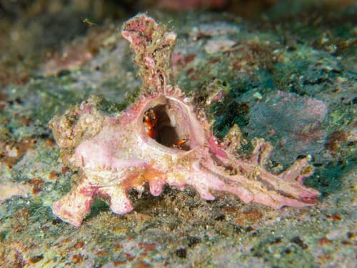 Homalocantha anatomica