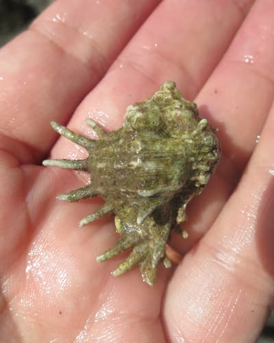 Homalocantha oxyacantha